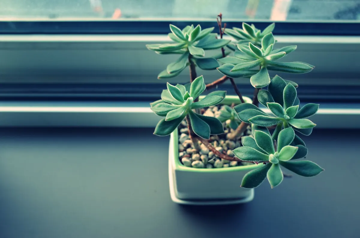 Beginner's Guide to Houseplant Care in Low-Light Flats